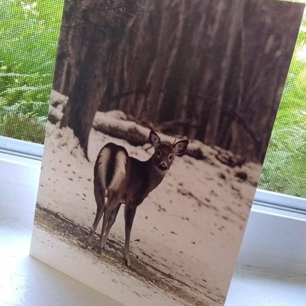 Wildlife Greeting Cards (4)